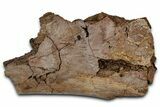 Fossil Dinosaur Bone Section - Wyoming #331060-1